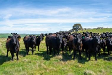 325 Prendergasts Road Pastoria VIC 3444 - Image 2