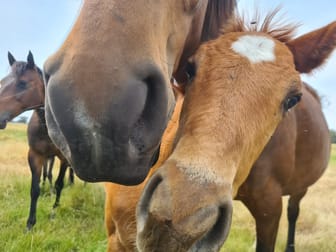 Click to view all images 1094 Brand Highway Muchea WA 6501 - Image 2