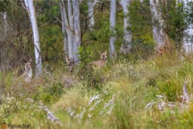 1007 Yass River Road Yass NSW 2582 - Image 3