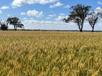 . 'Solitude Farm' Trayning WA 6488 - Image 1