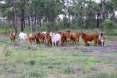 782 Floods Road Dululu QLD 4702 - Image 1