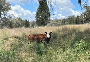 Pine Creek 3461 Wyuna Road, Mullaley via Gunnedah NSW 2380 - Image 3