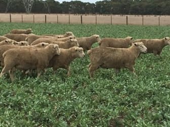 Click to view all images 6405 Woolsthorpe-Heywood Road Heywood VIC 3304 - Image 2