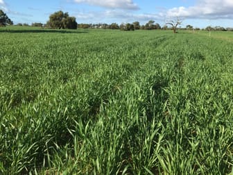 Lot 10055 Dawson -Touche Road Carnamah WA 6517 - Image 2