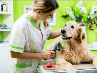 Animal Related  business for sale in Brisbane City - Image 1