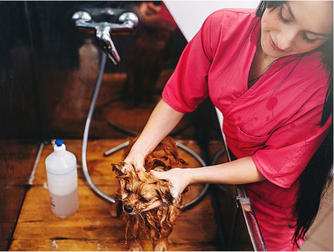 Animal Related  business for sale in Brisbane City - Image 2