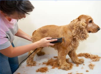 Animal Related  business for sale in Brisbane City - Image 3