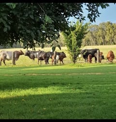 3046 Baradine road Coonabarabran NSW 2357 - Image 1