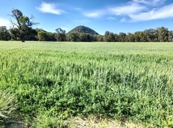 3046 Baradine road Coonabarabran NSW 2357 - Image 3