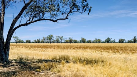 "Wilberoi"/6410 Rangari Road Boggabri NSW 2382 - Image 3