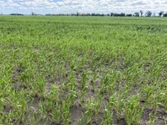 Click to view all images 301 Roseholm Rd Peak Hill NSW 2869 - Image 3