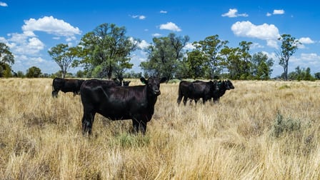 12040 Pilliga Road Coonamble NSW 2829 - Image 3