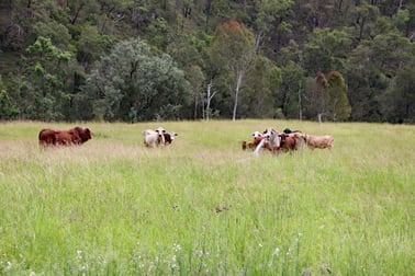 "Twin Creeks" 1472 Twin Creeks Road Yarrol QLD 4630 - Image 1
