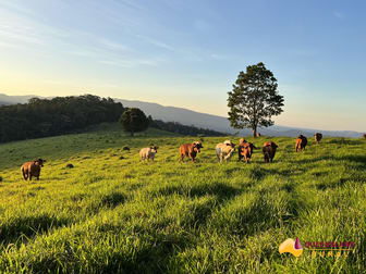 Upper Barron QLD 4883 - Image 1