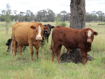 820 ACRES CATTLE GRAZING Jandowae QLD 4410 - Image 1