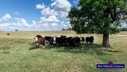 11 Karoo Lane Wellington NSW 2820 - Image 1
