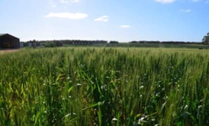 Click to view all images 379 Bennie Road Wirrulla SA 5661 - Image 2