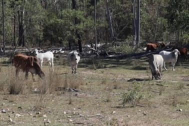 Click to view all images Lot 2 Manar Road Boondooma QLD 4613 - Image 2