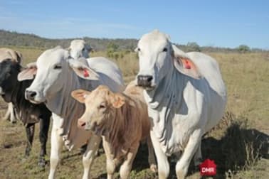 Gayndah QLD 4625 - Image 2