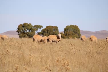 1860 Cleary Road Terowie SA 5421 - Image 1
