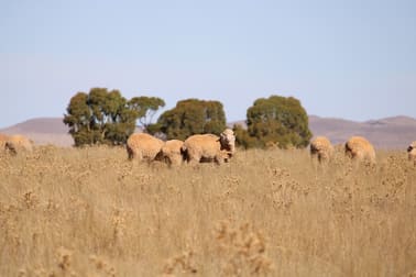 1860 Cleary Road Terowie SA 5421 - Image 1