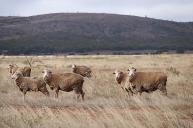 "Woodlands" Black Rock Road Minvalara SA 5422 - Image 1