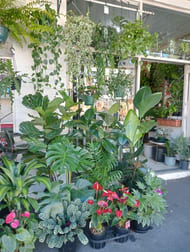 Nursery  business for sale in Darlinghurst - Image 1