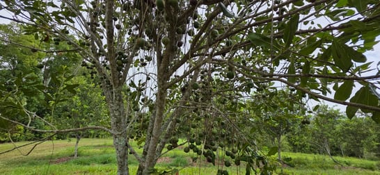 1808 Dunoon Road Dunoon NSW 2480 - Image 2