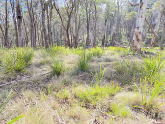 1031 Wombeyan Caves Road Wombeyan Caves NSW 2580 - Image 2