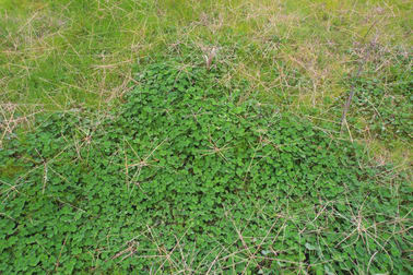 'Weona' 307 Taylors Lane Barmedman NSW 2668 - Image 2
