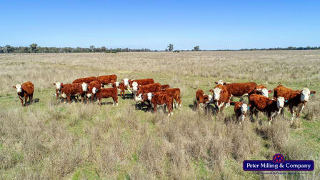 41R Dulcidene Road Dubbo NSW 2830 - Image 1