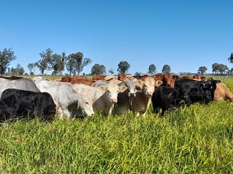 "Twin Rivers" Hawkwood Road Mundubbera QLD 4626 - Image 1