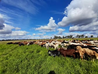 "Twin Rivers" Hawkwood Road Mundubbera QLD 4626 - Image 2