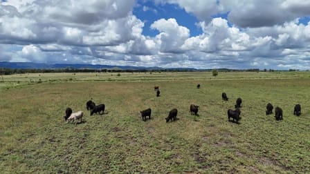 320 ACRES GRAZING & CROPPING Block Bell QLD 4408 - Image 3