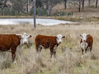 4813 Killarney Gap Road Narrabri NSW 2390 - Image 1