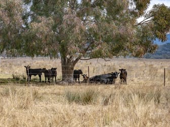 4813 Killarney Gap Road Narrabri NSW 2390 - Image 3