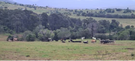 544 Hoya Road Teviotville QLD 4309 - Image 2