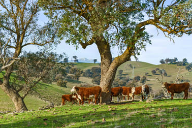 1065 Monkey Gully Road Goughs Bay VIC 3723 - Image 3