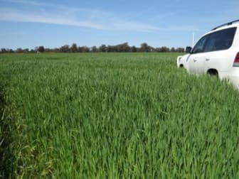 Pine Grove Road Berrigan NSW 2712 - Image 3