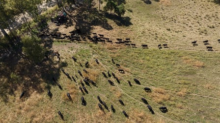 Lot 61 Mount Ossa-Seaforth Road Seaforth QLD 4741 - Image 3
