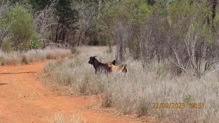 * The Retreat Cobar NSW 2835 - Image 2