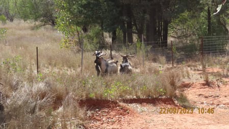 * The Retreat Cobar NSW 2835 - Image 3