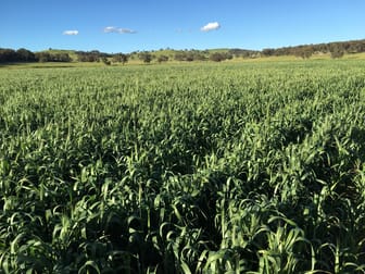 1717 Lockerbie Road Dunedoo NSW 2844 - Image 3