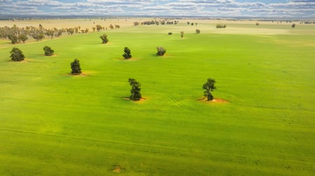 Cullivel Road Urana NSW 2645 - Image 3