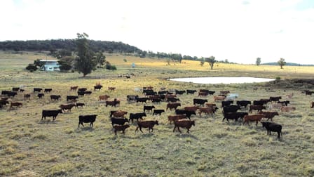 1466 Yarrabandai Road Forbes NSW 2871 - Image 1