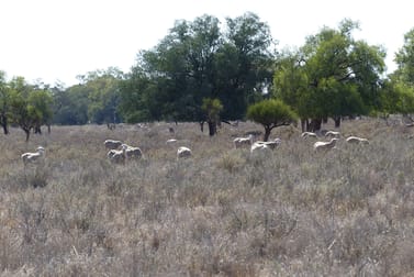 Part Belah, Colane Road Nyngan NSW 2825 - Image 1