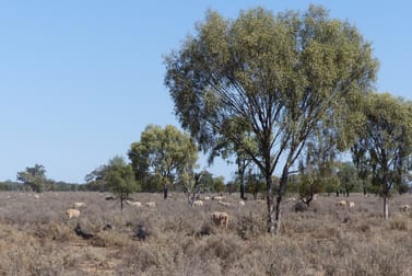 Part Belah, Colane Road Nyngan NSW 2825 - Image 3