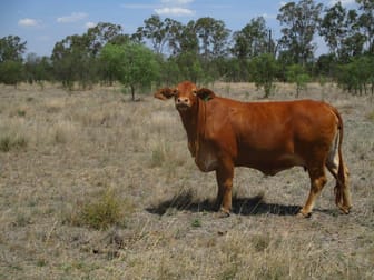 640 ACRES CATTLE GRAZING Jandowae QLD 4410 - Image 1