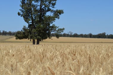 'Part Greendale' Mandamah Forest Road Ariah Park NSW 2665 - Image 1