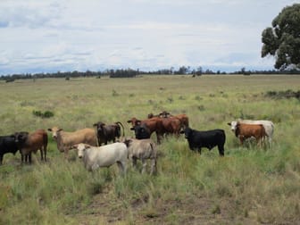 1347 Acres | Cattle Property Chinchilla QLD 4413 - Image 1